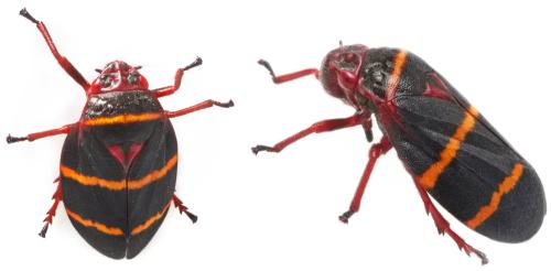 Prosapia bicincta